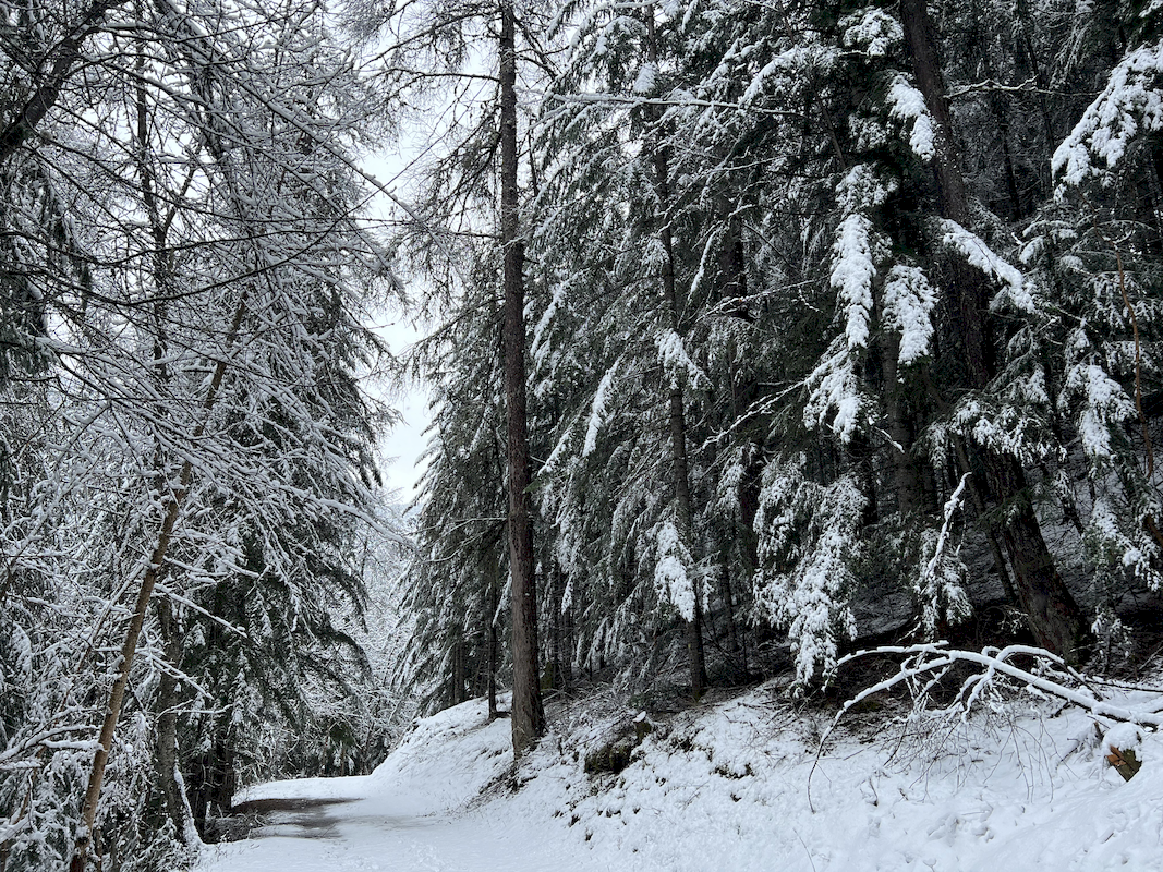 Itinéraire sous les sapins du Bois de Monsieur