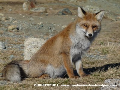 Portrait d'un renard