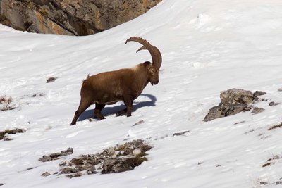 Bouquetin - Bureau Montagne Visa Trekking - Izoard