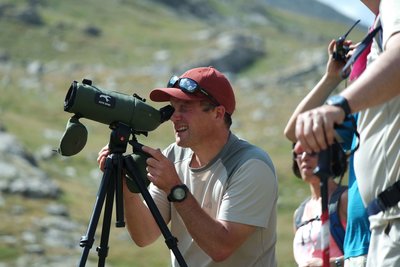 Observation des chamois