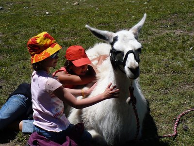 Lamas à la ferme de Claire