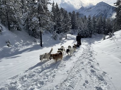 Chiens de traineaux avec le Chalet d'en Hô