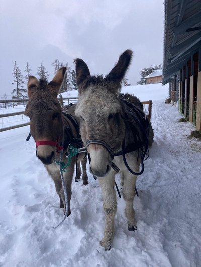 Les ânes de Milou_La Joue du Loup