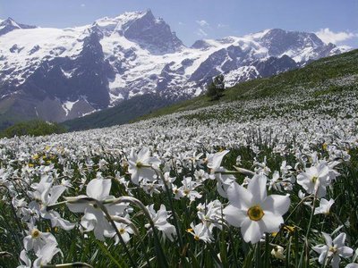 Champ de Narcisses