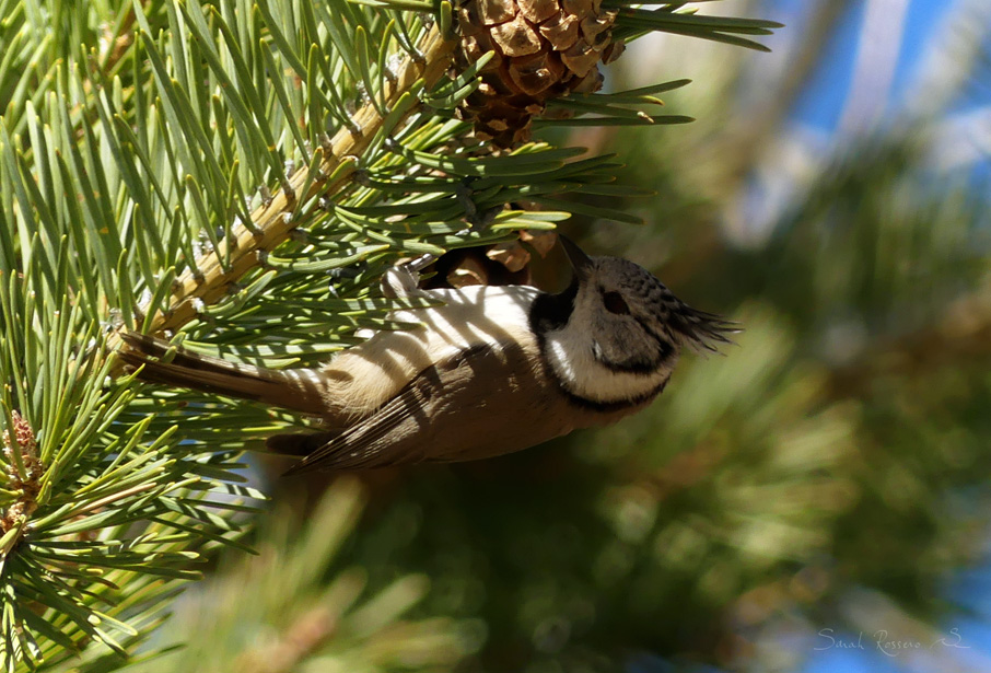 Sorties Nature Hivernales