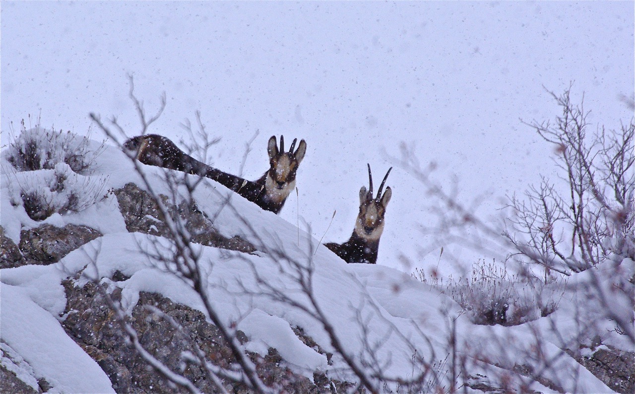 Chamois