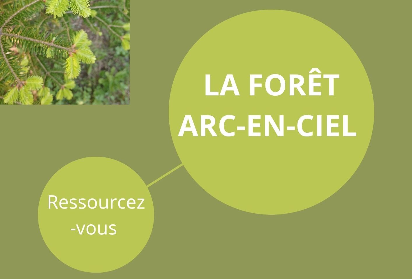 La forêt Arc-en-Ciel_Les Vigneaux