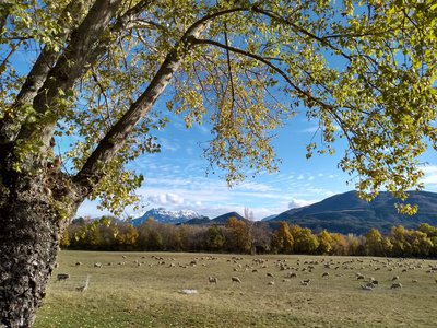 Le grand saule vue