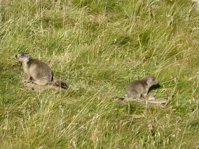 Nombreuses marmottes en chemin