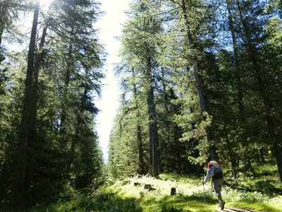 Forêt de mélèzes et de pins