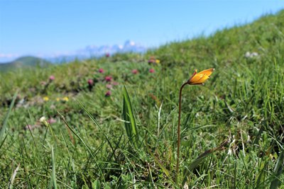 Tulipe australe