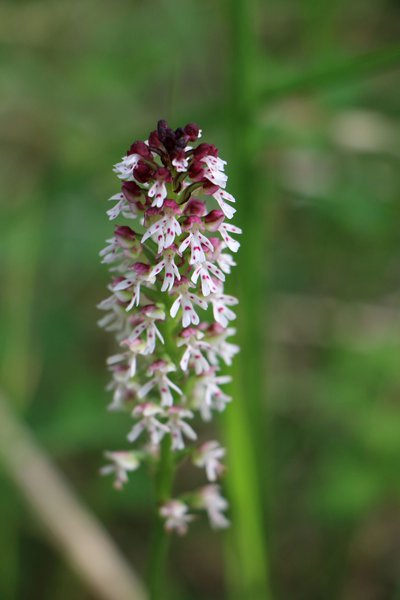 Orchis brûlée