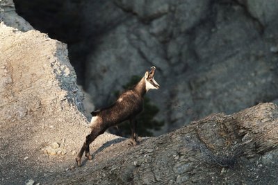 Chamois