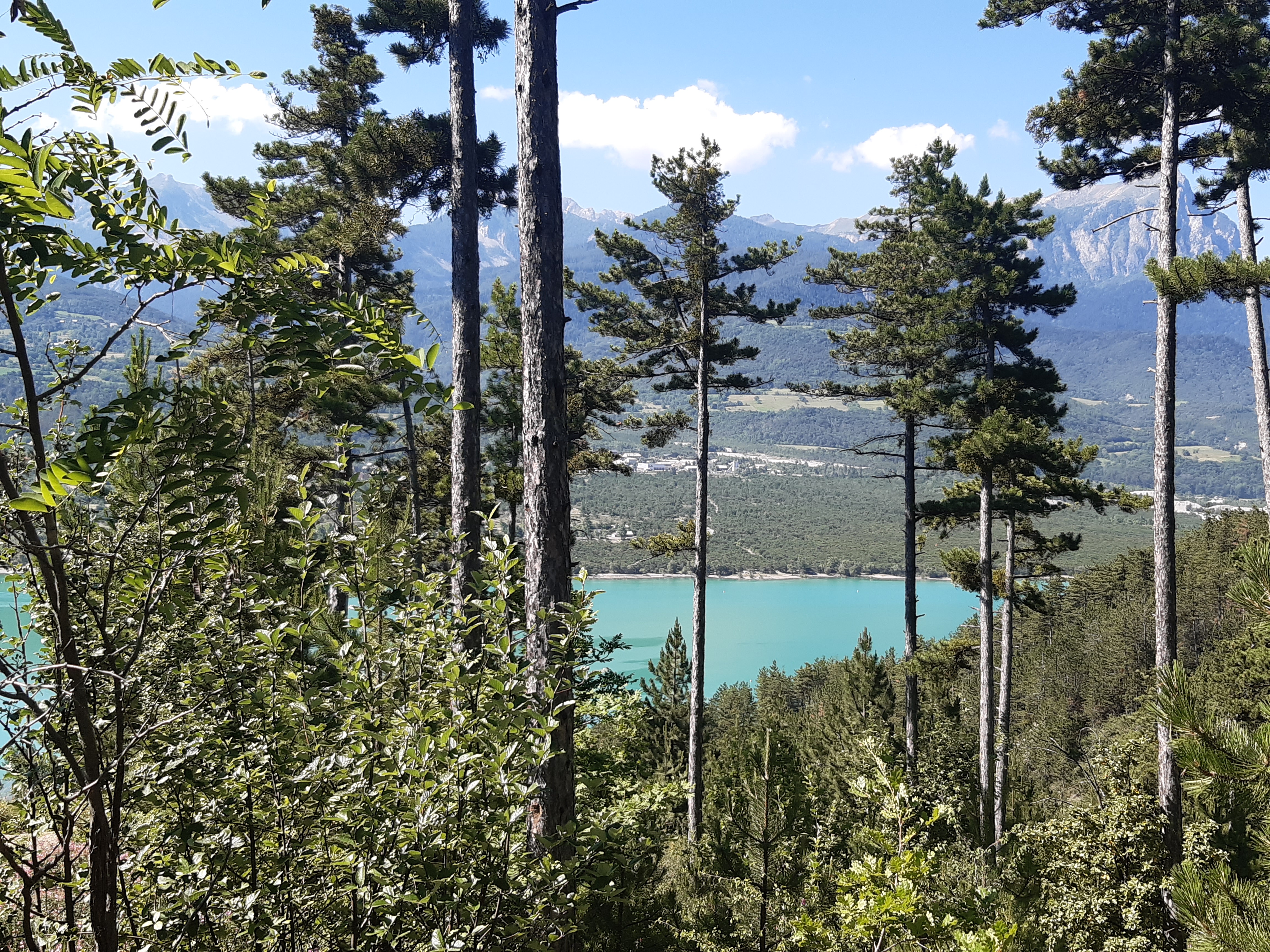 Les eaux du lac qui miroitent à travers les branchages