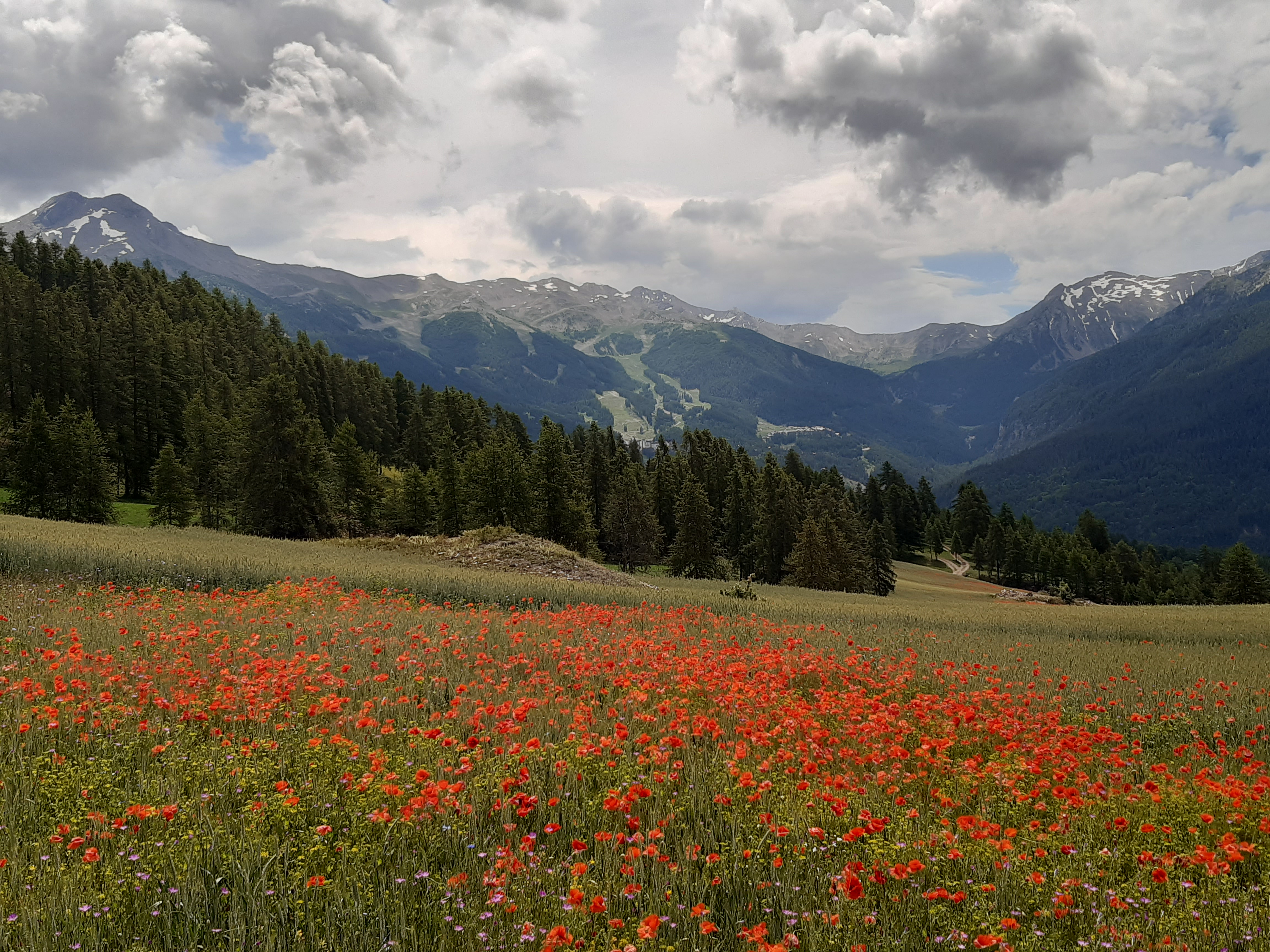 Champ de coquelicots