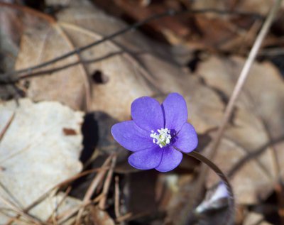 Hepatica triloba