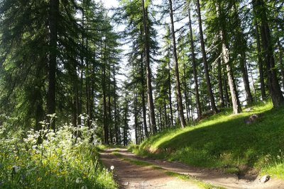 Chemin dans le Mélézin