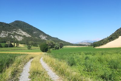 Chemin au milieu des champs agricoles