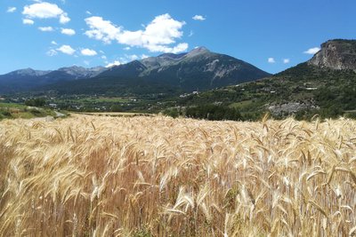 En bordure des champs de blé