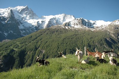 Troupeau face à la Meije