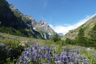 Reines des alpes dans la réserve biologique des Deslioures