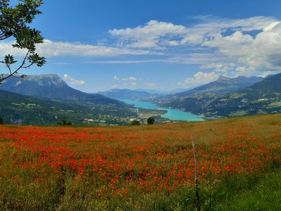 Champ de coqulicots surplombant le lac