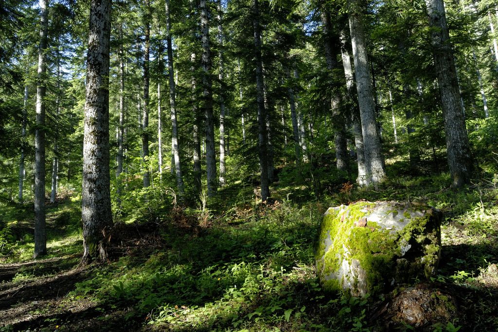 Sous bois en forêt de morgon