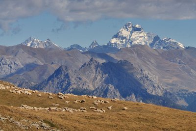 Troupeau de brebis à l'Alp de Réotier - Vautisse