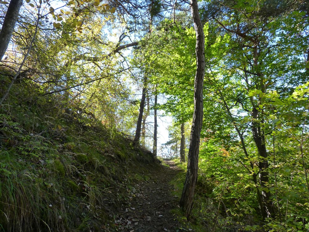 La belle forêt domaniale de Moyenne Durance