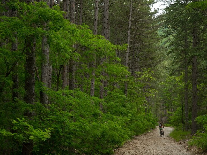 Ambiance forestière