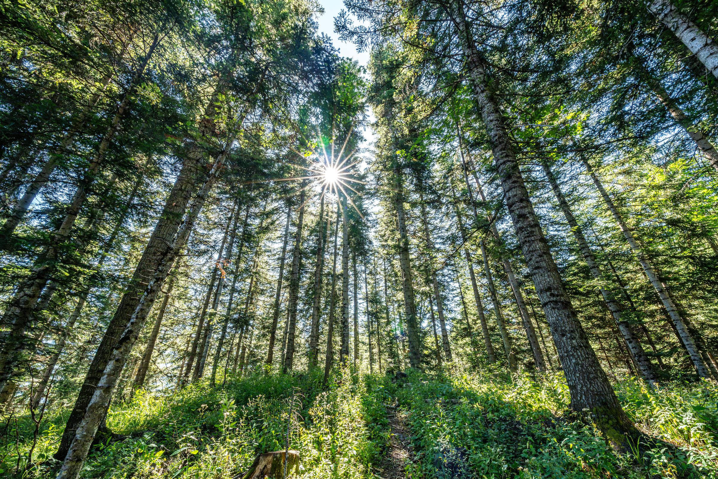 Forêt de Boscodon