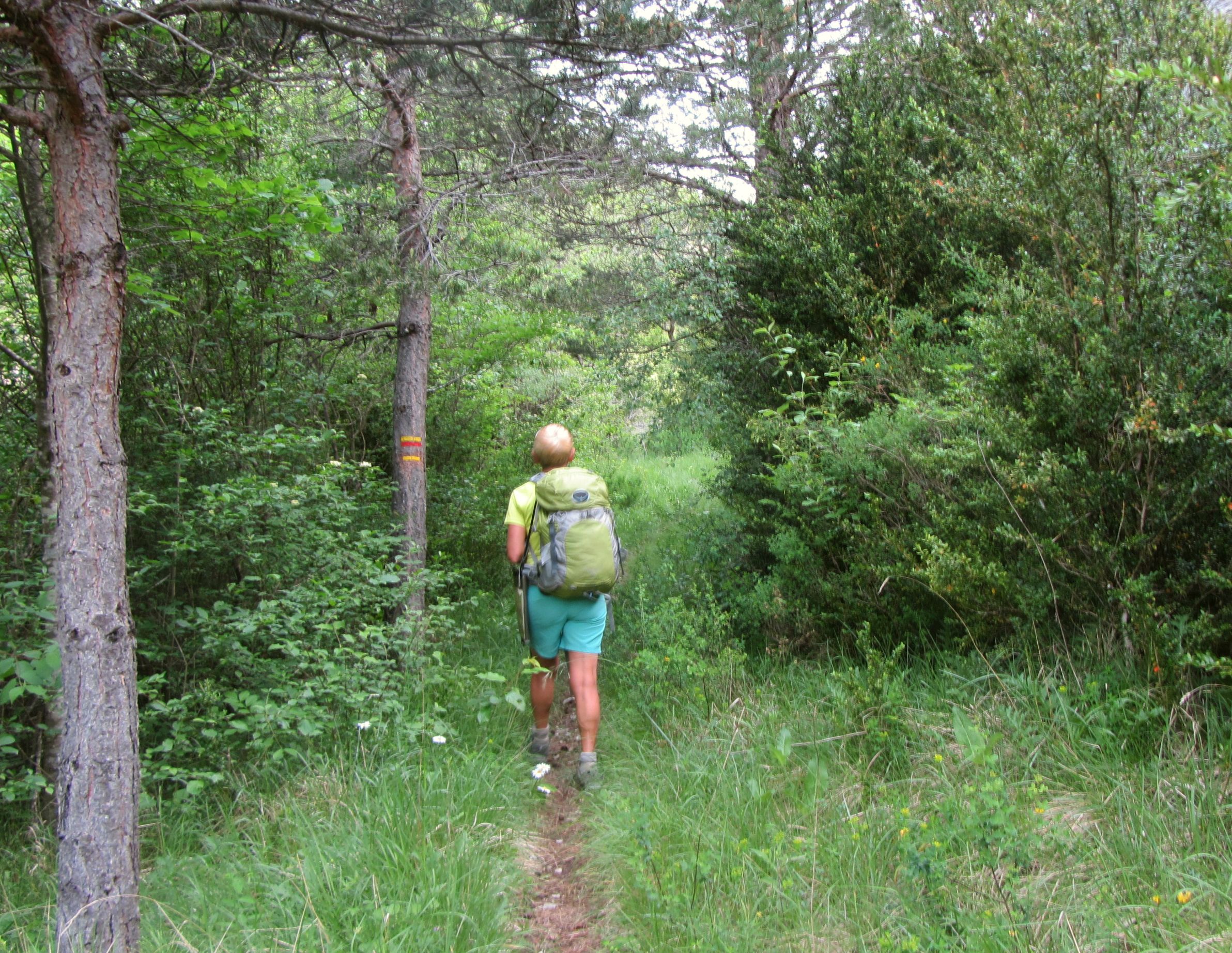 Le sentier se faufile parmi les feuillus