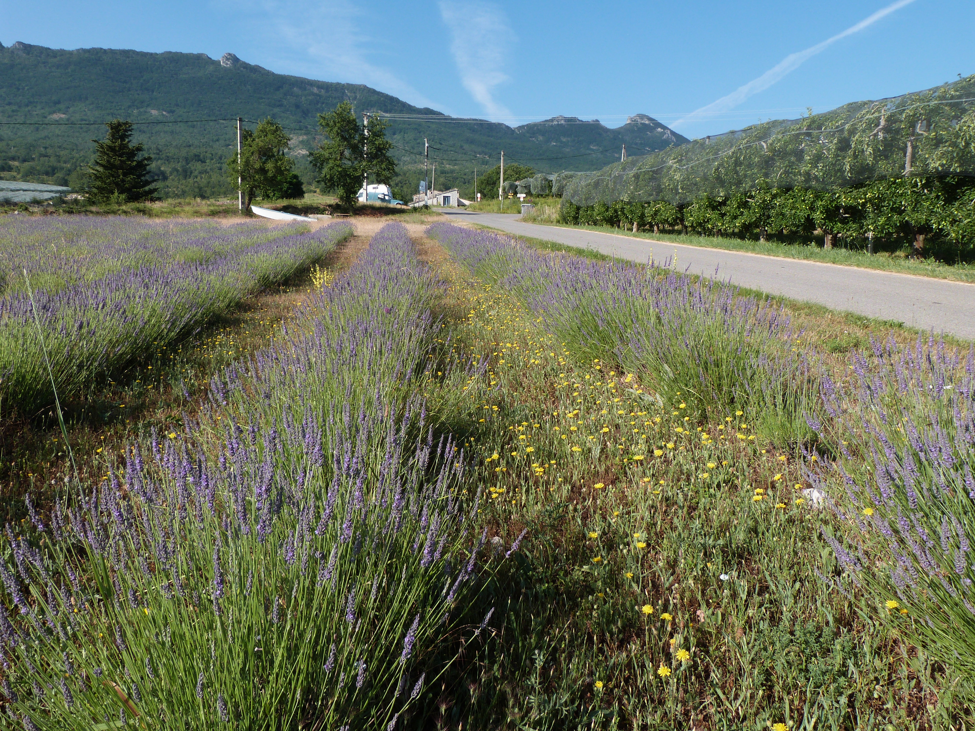 Beaux champs de lavande autour du lieu dit "le Secours"