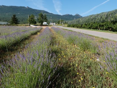 Beaux champs de lavande autour du lieu dit "le Secours"