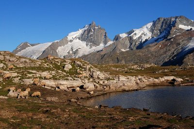 Troupeau d'ovins au plateau d'Emparis