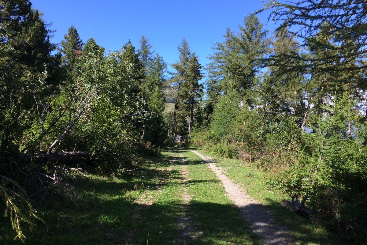 Piste forestière