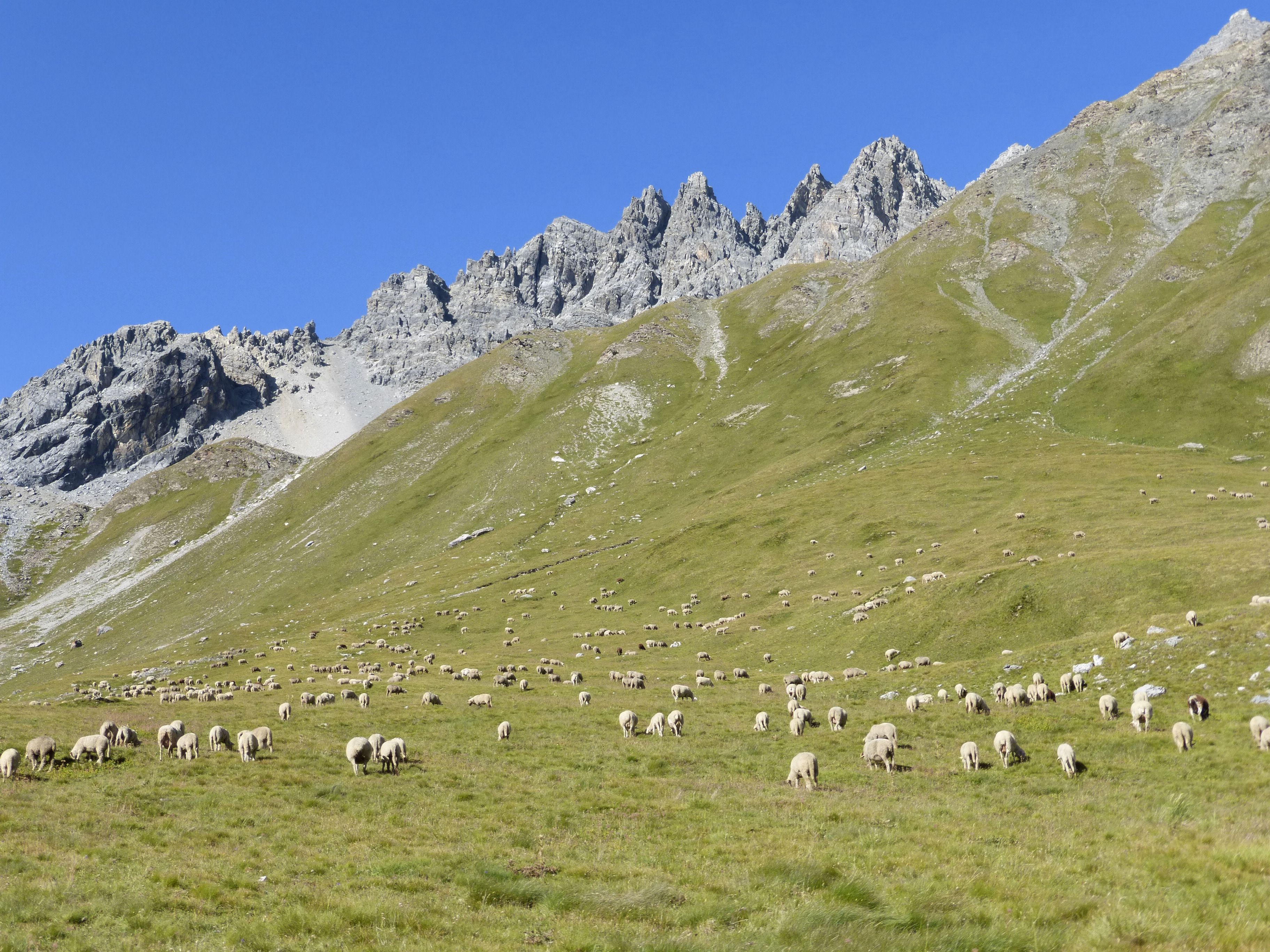 Alpages dans la montée au col de Péas