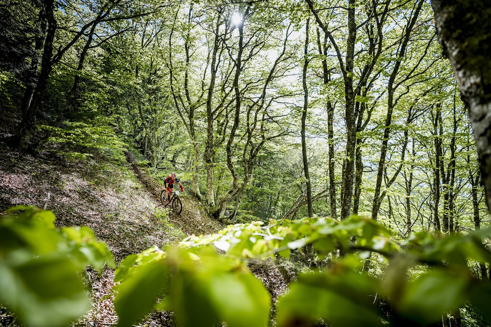 VTT au coeur de la hêtraie de Bane