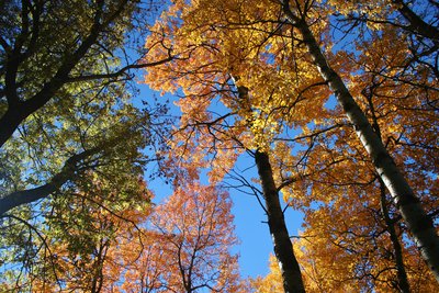 La magie de l'automne